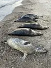 Tote Robben an der Ostküste der Halbinsel Mönchgut auf Rügen.