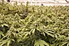 Cannabis-Plantage (Symbolbild).