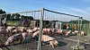 Schweinelaster in Vierden verunfallt
