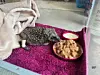 Igel „Puffi” wurde von einem Rasenroboter überfahren.