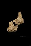 Das Fossil von Oberkiefer und Wangenknochen.