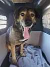 Hündin Leya in einer Transportbox. Das Tier war nach Angaben der Tiersuchhilfe von Köln bis Hamburg gelaufen