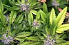 Marihuana