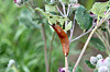 Rote Wegschnecke