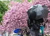 Passanten gehen im strömenden Regen an blühenden Zierkirschen vorbei.
