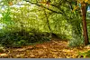 Waldweg
