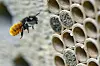 nsektenhotels kommen in erster Linie oberirdisch nistenden Wildbienenarten zugute, etwa der Gehörnten Mauerbiene.