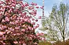 Sonntag findet das Japan-Festival im Planten un Blomen statt.
