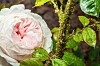 Blattläuse an einem Rosenstrauch