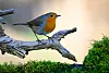 Mit den richtigen Pflanzen wird der Garten zum beliebten Treffpunkt für viele Vogelarten.