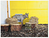 Wolf im Gehege