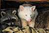 Weißer Waschbär