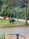 Das Wildschwein in der Nähe der Ringstraße in Meiendorf.