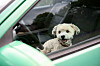 Kleiner weißer Hund sitzt auf dem Fahrersitz eines grünen Autos und schaut durch das leicht geöffnete Seitenfenster nach draußen.