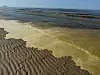 Braunalgen am Strand von Norderney.