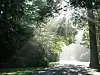Sonnenstrahlen, die auf dem Friedhof Ohlsdorf durch das dichte Laubdach fallen