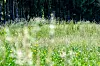Gräserpollen