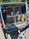 Tiere Zoll Käfig Autobahn