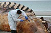 Die Obduktion des als Timmy bekannten Buckelwals am Strand der dänischen Insel Anholt.