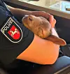Das erschöpfte Lamm im Arm eines Polizisten