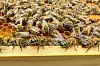 Honigbienen auf einer Wabe.