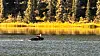 Schwimmender Besucher: Der Elch kommt in der Wildnis von British Columbia öfter mal vorbei.