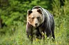 Ein braunbär läuft durch einen Nationalpark in der Slowakei.