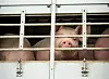 Ein Schwein schaut aus einem Transporter.