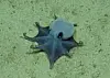 Oktopus Blau