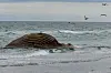 Toter Wal vor dänischer Insel Anholt