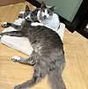 Die Katzen sind schon ins neue Café gezogen und leben sich ein.