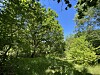 Wildes Wäldchen Fischbeker Heuweg