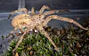 Eine Nosferatu-Spinne.