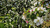Apfelblüten