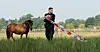 Pferd auf einer Wiese neben einer Person mit rot-weißem Absperrband.