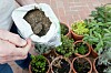 Hornspäne als natürlicher Langzeitdünger: Der organische Dünger gibt Stickstoff langsam an den Boden ab und eignet sich ideal für stark zehrende Pflanzen wie Tomaten oder Kürbisse.