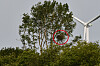 Ein Seeadlerhorst in einem Baum nah einer Windkraftanlage.
