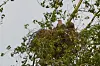 Seeadler auf einem Horst in Altengamme.