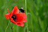 Hummel an roter Mohnblume am grünen Wegesrand