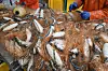 Fischer ziehen im Hafen von Freest Heringe aus einem Stellnetz.