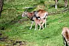 Ein Mufflon-Lamm steht bei seiner Mutter auf einer Wiese.