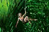 Philipp Büttner als Tarzan