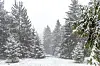 Tannen im Schnee