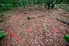 Rote Markierungen zeigen mögliche Fundorte von Spuren auf dem Waldboden.