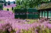Bienenstock