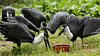 Vier junge Wollhalsstörche fressen dicht gedrängt aus einem Napf im Vogelpark Niendorf.