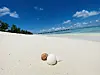 Schon am ersten Tag meines Aufenthaltes entdecke ich Schalen eines Schildkröteneis am Strand.