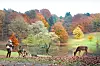 Herbstliche Laubfärbung im Wildpark Schwarze Berge im Süden Hamburgs