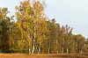 Der goldene Herbst im Duvenstedter Brook
