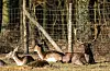 Im Niendorfer Gehege lassen sich Rehe aus der Nähe beobachten
